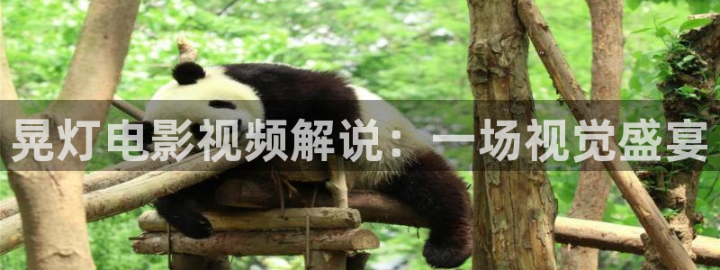 久久久久视频播放